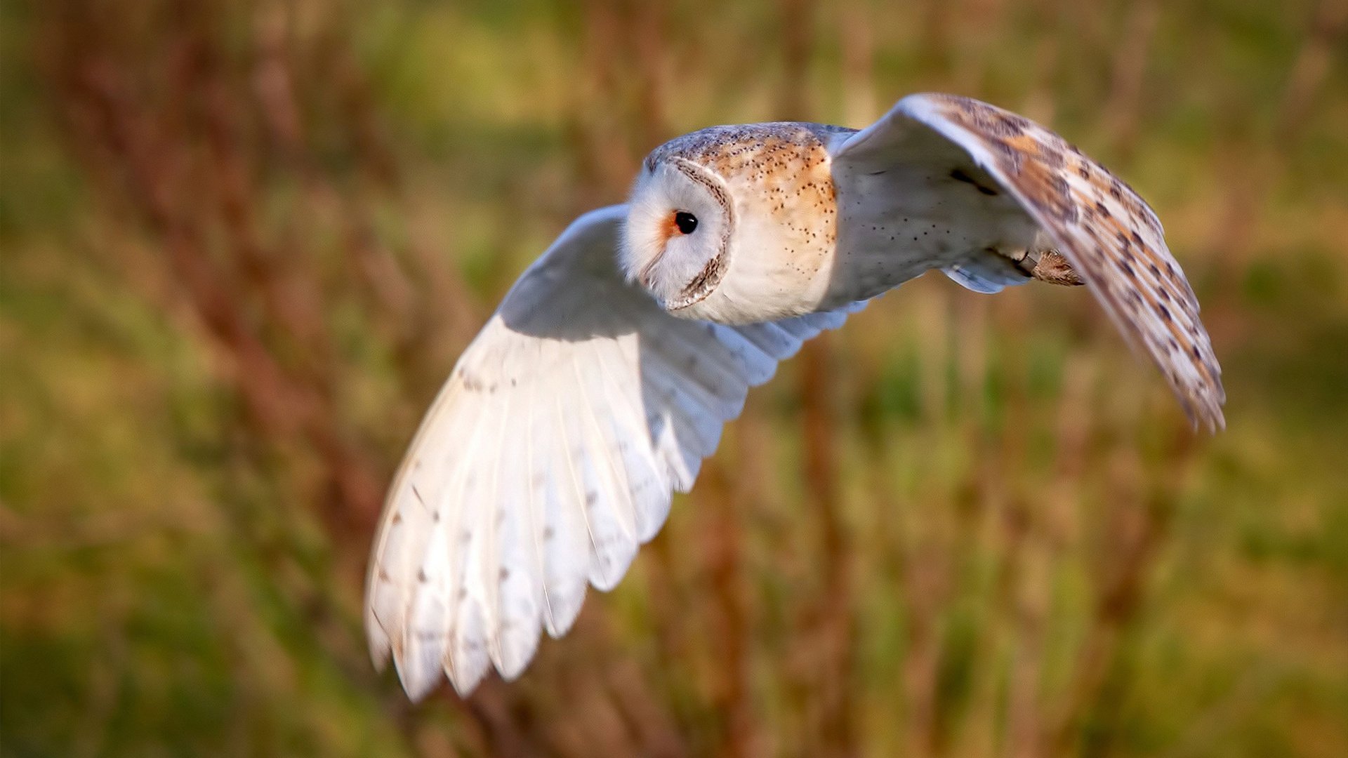 切尔西后卫防守硬朗，多次关键解围，切尔西后卫转会
