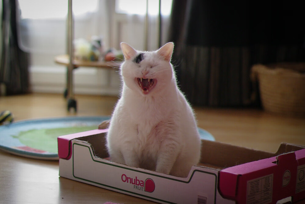 开云体育链接-博洛尼亚多线联动提升控球比例，博洛尼亚 球场